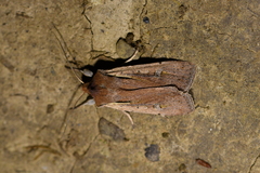 Ichneutica atristriga