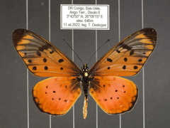 Acraea pseudegina