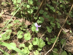 Viola banksii