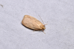 Proteodes carnifex