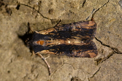 Ichneutica omoplaca