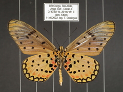 Acraea pseudegina