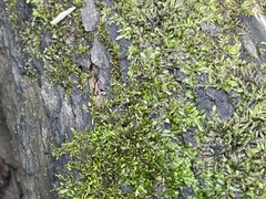 Entodon cladorrhizans