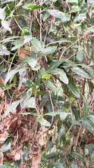 Tetrastigma formosanum