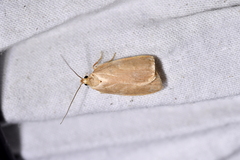 Proteodes carnifex
