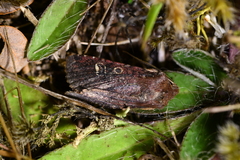 Ichneutica agorastis