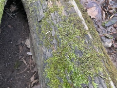 Entodon cladorrhizans