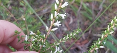 Epacris pulchella