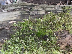 Entodon cladorrhizans