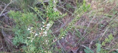 Epacris pulchella