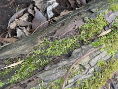 Entodon cladorrhizans