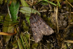 Ichneutica agorastis