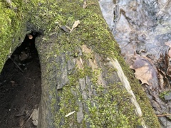 Entodon cladorrhizans