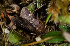 Ichneutica agorastis