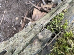 Entodon cladorrhizans