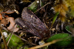 Ichneutica agorastis