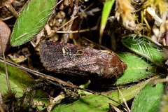 Ichneutica agorastis