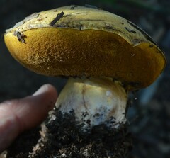 Suillus pseudobrevipes