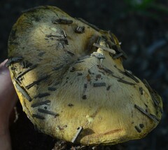 Suillus pseudobrevipes