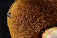 Suillus pseudobrevipes
