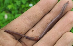 Aporrectodea trapezoides