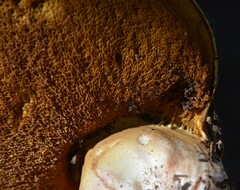 Suillus pseudobrevipes