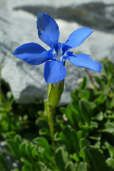 Gentiana brachyphylla