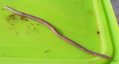 Aporrectodea trapezoides