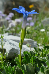 Gentiana brachyphylla