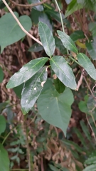 Tetrastigma formosanum