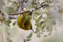 Chlorodrepanis virens
