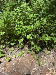 Chorilaena quercifolia