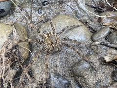 Dolomedes dondalei