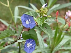 Jacquemontia pentanthos