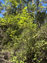 Chorilaena quercifolia
