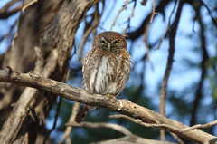 Glaucidium perlatum