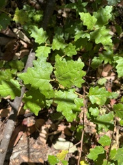 Chorilaena quercifolia