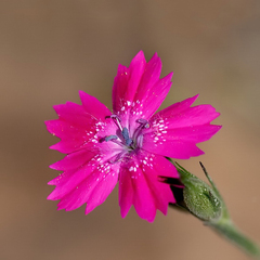 Dianthus calocephalus