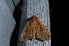 Ichneutica atristriga