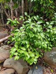 Syzygium hodgkinsoniae