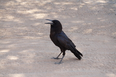 Corvus capensis