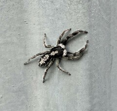 Ocrisiona leucocomis