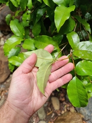 Syzygium hodgkinsoniae