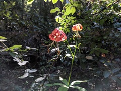 Lilium pardalinum