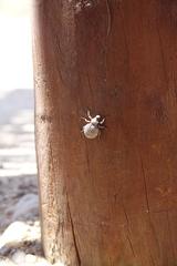 Brachycerus