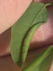 Obolodiplosis robiniae