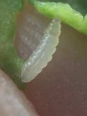 Obolodiplosis robiniae