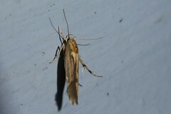 Stathmopoda plumbiflua