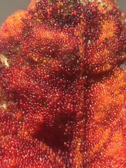 Synchytrium australe