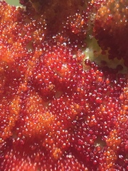 Synchytrium australe